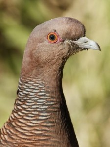 Paloma picazuró/Picazuro Pigeon