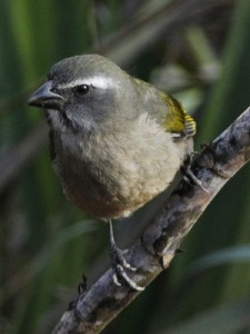 Pepitero verdoso/Green-winged Saltator