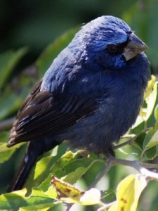 Reinamora grandeM/Ultramarine GrosbeakM Reinamora grandeM/Ultramarine GrosbeakM