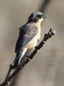 Saíra de antifaz/Fawn-breasted Tanager