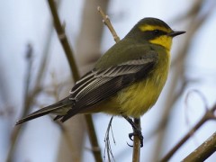 Suirirí amarillo/Yellow-browed Tyrant