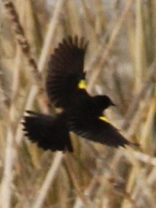 Varillero ala amarillaM/Yellow-winged BlackbirdM