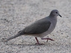 Yerutí común/White-tipped Dove