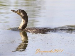 Biguá/Neotropic Cormorant