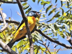 NaranjeroM/Blue-and-Yellow TanagerM