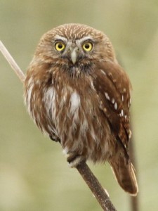 Caburé chico/Ferruginous Pygmy-Owl