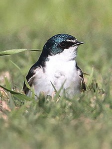 Golondrina ceja blanca/White-rumped Swallow