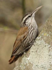 Chinchero chico/Narrow-billed Woodcreeper