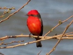 ChurrincheM/Vermilion FlycatcherM