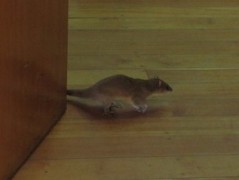 Comadreja colorada/Thick-tailed Opposum