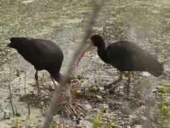 Cuervillo cara pelada/ Bare-faced Ibis