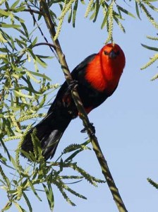 Federal/Scarlet-headed Blackbird