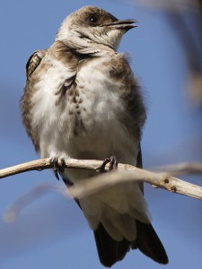 Golondrina parda/Brown-chested Martin