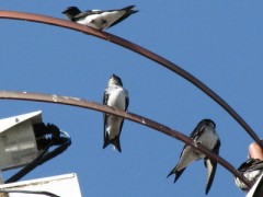 Golondrina doméstica/Gray-breasted Martin