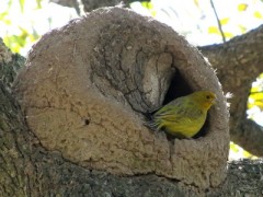 Jilguero dorado/Saffron Yellow-Finch