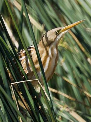 Mirasol común/Stripe-backed Bittern