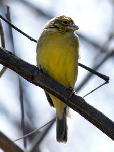 Misto/Grassland YellowFinch