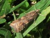 Nomophila noctuella/Rush Veneer