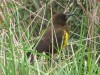 Pecho amarillo/Brown-and-Yellow Marshbird