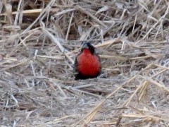 Pecho colorado/White-browed Blackbird