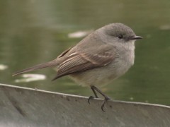 Piojito gris/Sooty Tyrannulet
