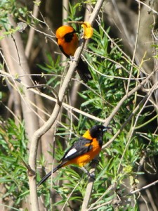 Turpial y matico/Campo and Orange-backed Troupials
