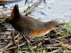 Burrito común/Rufous-sided Crake