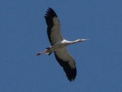 Cigüeña americana/Maguari Stork