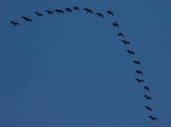 Cuervillo de cañada/White-faced Ibis