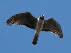 Gavilán planeadorH/Long-winged HarrierF
