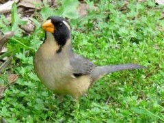 Pepitero de collar/Golden-billed Saltator