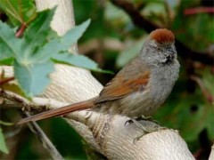 Pijuí frente gris/Sooty-fronted Spinetail