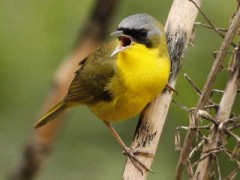 Arañero cara negraM/Masked YellowthroatM