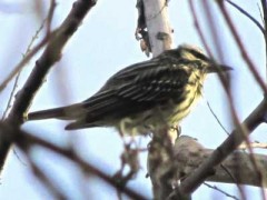 Benteveo rayado/Streaked Flycatcher