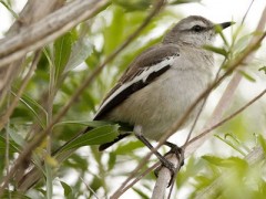 Calandria real/White-banded Mockingbird