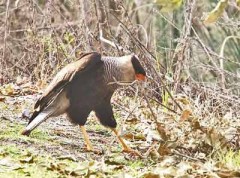 Carancho/Southern Caracara