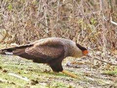 Carancho/Southern Caracara