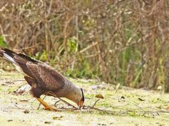 Carancho/Southern Caracara