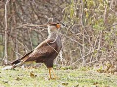 Carancho/Southern Caracara