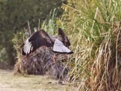 Carancho/Southern Caracara