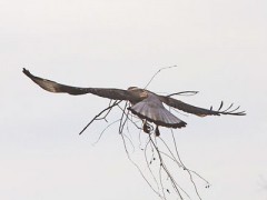 Carancho/Southern Caracara