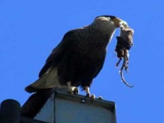 Carancho/Caracara plancus