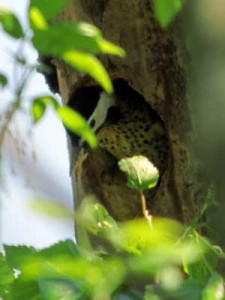 Carpintero realN/Green-barred WoodpeckerN