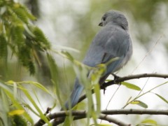 Celestino/Sayaca Tanager