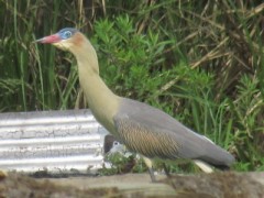 Chiflón/Whistling Heron