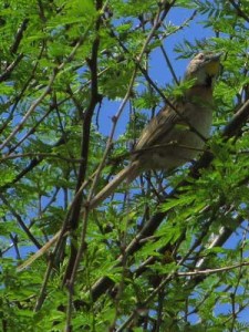 Chotoy/Chotoy Spinetail