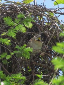 Chotoy/Chotoy Spinetail