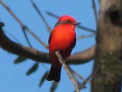 ChurrincheM/Vermilion FlycatcherM