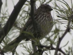 CortarramasH/White-tipped PlantcutterF