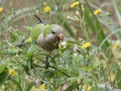 Cotorra/Monk Parakeet